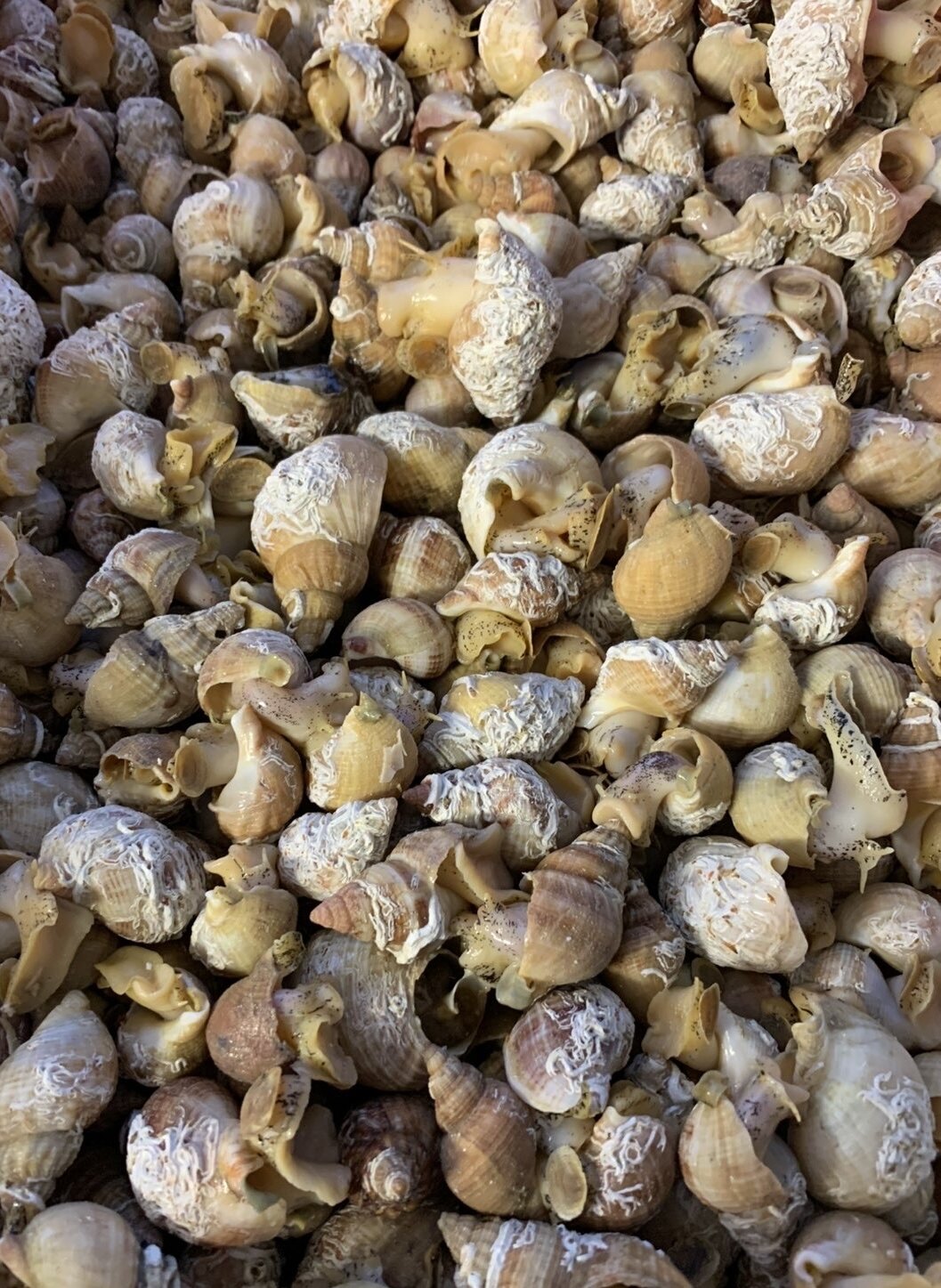 Bulots frais du Bateau Mirlou à Calais